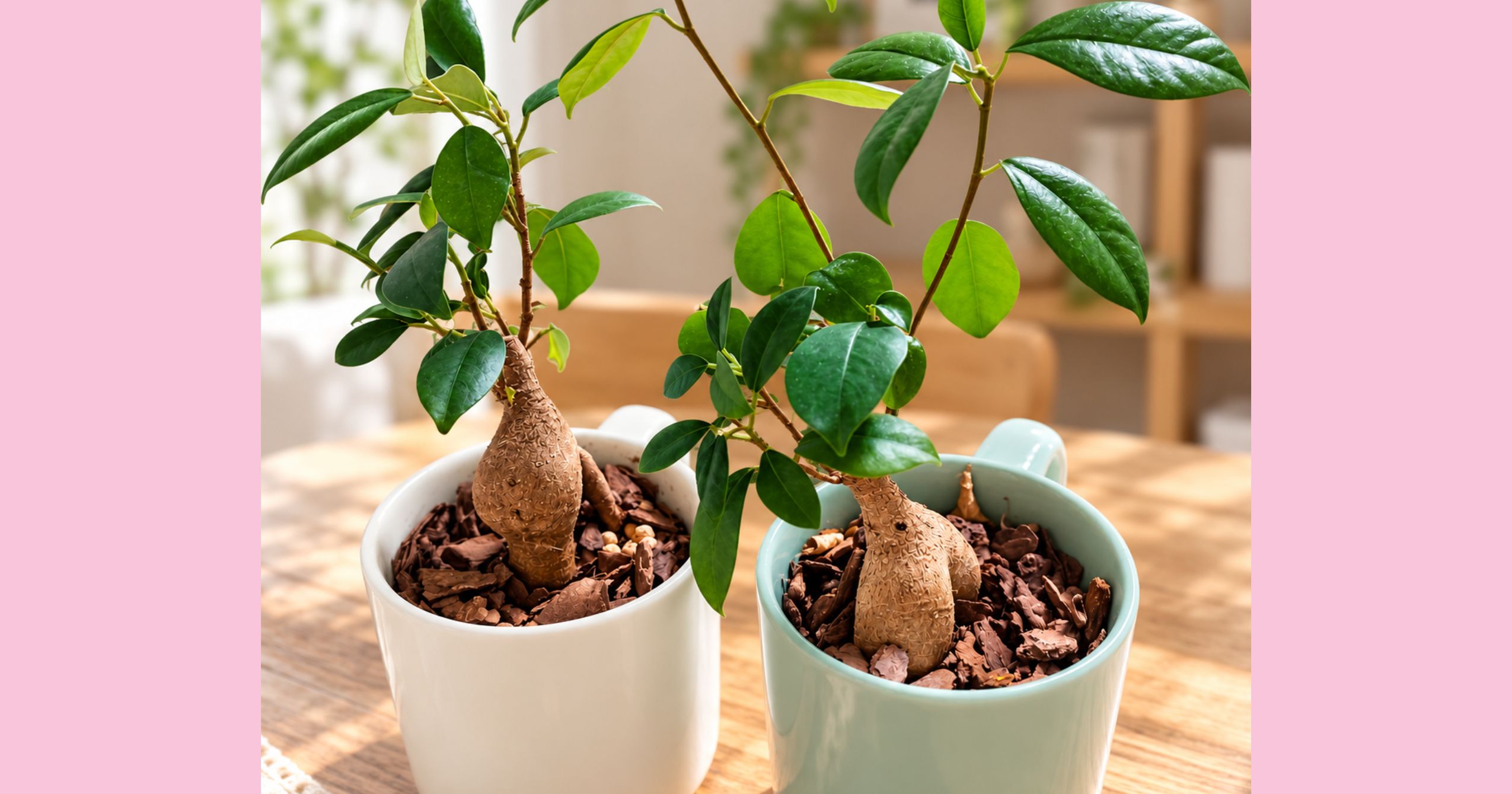 【開運】観葉植物おすすめ７選！玄関・トイレ・リビングの魔除けと運気アップに最強の植物はこれだ